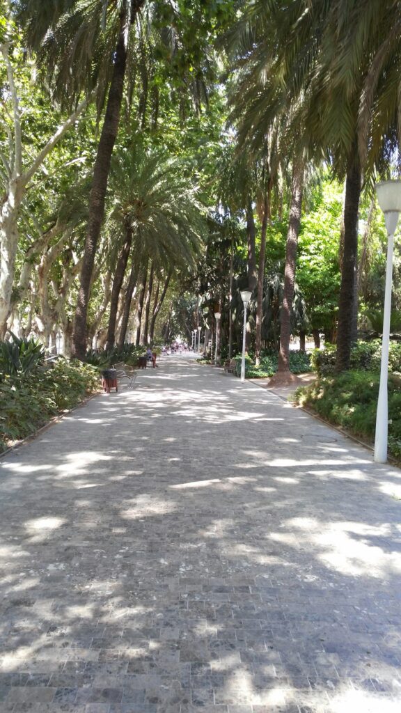 Botanical Garden palm tree walkway midday