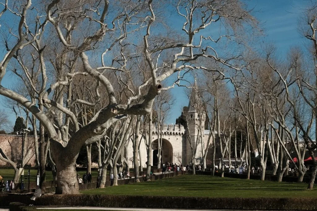 Allée de platanes aux troncs tordus encadrant une porte monumentale à Lisbonne