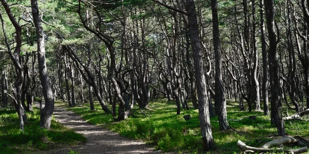 Bosquet de pins avec un sentier ombragé près de Lisbonne