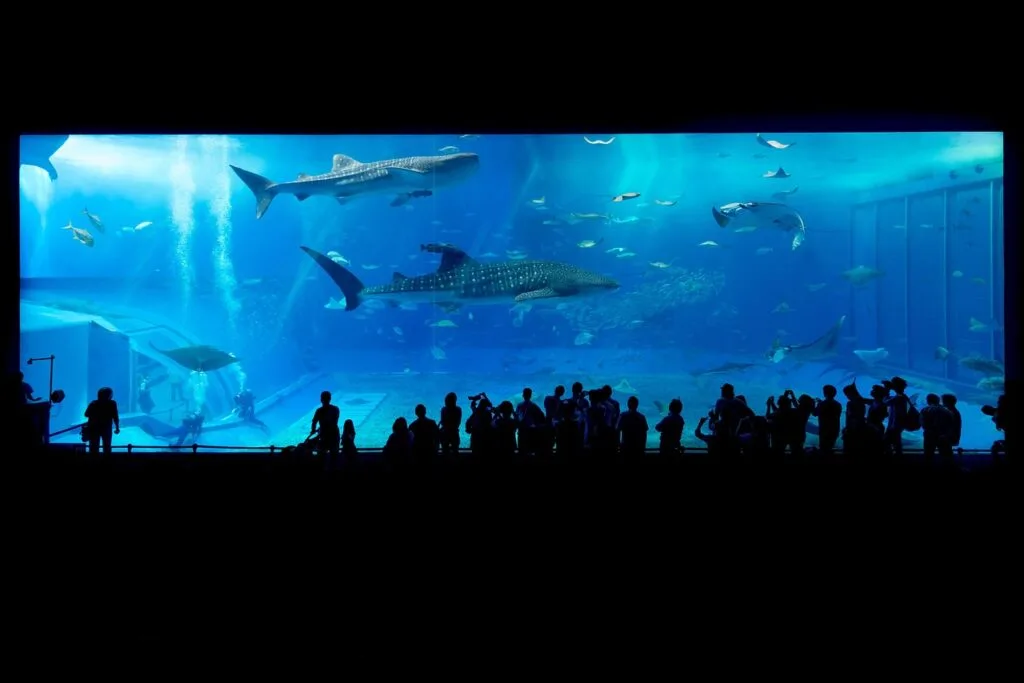 Grand aquarium de l'Oceanário de Lisbonne, silhouettes admirant raies et requins-baleines.